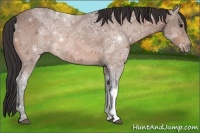 Horse Color:Buckskin Ice 
