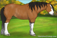 Horse Color:Gray Buckskin Splash Rabicano 