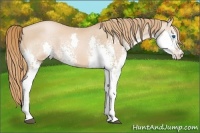 Horse Color:White Spotted Chestnut Pearl Splash 
