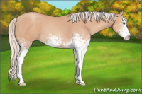 Horse Color:White Spotted Silver Amber Champagne Splash