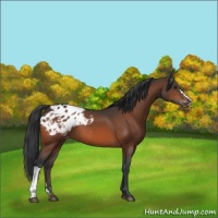 Horse Color:Bay Appaloosa 
