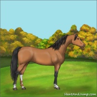 Horse Color:Bay 