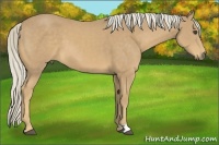 Horse Color:Palomino