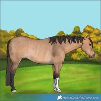 Horse Color:Bay Dun Rabicano 