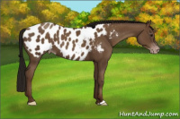 Horse Color:Gray Classic Champagne Appaloosa