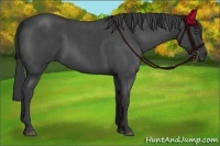 Horse Color:Smoky Blue Roan 