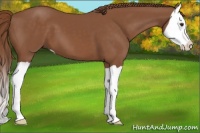 Horse Color:Chestnut Splash 