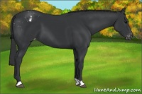 Horse Color:Black Appaloosa