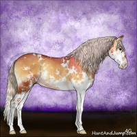 Horse Color:White Spotted Silver Buckskin Onyx Splash Rabicano 