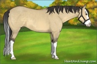 Horse Color:Buckskin Dun Splash 