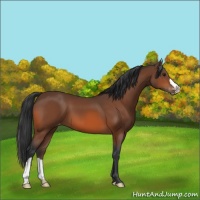 Horse Color:Bay Appaloosa 