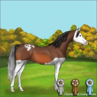 Horse Color:Bay Splash Appaloosa