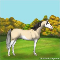 Horse Color:Buckskin Dun Splash