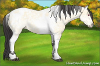 Horse Color:Buckskin Chinchilla Ice Tobiano 