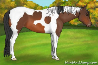 Horse Color:Bay Tobiano Appaloosa 