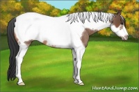 Horse Color:Bay Roan Tobiano Frame Appaloosa 