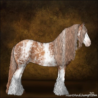 Horse Color:Gray White Spotted Gold Champagne 