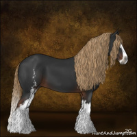 Horse Color:Gray White Spotted Liver Chestnut Splash 