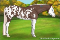 Horse Color:Silver Black Splash Appaloosa 