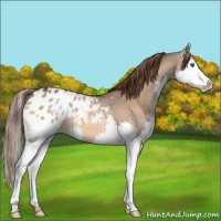 Horse Color:Bay Dun Splash Appaloosa 