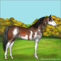 Horse Color:Gray Bay Splash 