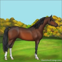 Horse Color:Brown 
