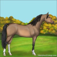 Horse Color:Bay Dun 