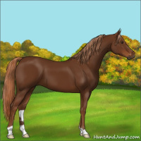 Horse Color:Gray Chestnut 