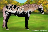 Horse Color:Painted White Spotted Chestnut Splash Appaloosa 