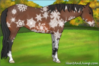 Horse Color:Bay Ice Roan 