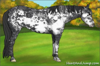 Horse Color:Black Ice Frame 
