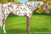 Horse Color:Chestnut Mushroom Appaloosa 