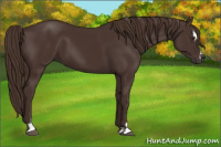Horse Color:Liver Chestnut Sabino
