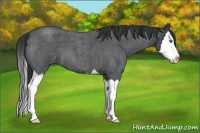 Horse Color:Blue Roan Splash 