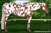 Horse Color:Chocolate Silver Brown Near Leopard Rabicano 