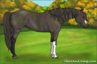 Horse Color:Midnight Buckskin Ice