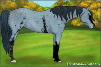 Horse Color:ERROR: UNKNOWN ANOMALY