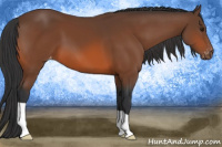 Horse Color:Bay Appaloosa 