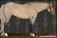 Horse Color:Silver Buckskin Roan Dun