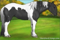 Horse Color:Black Tobiano 