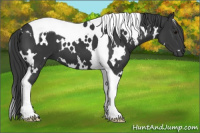 Horse Color:White Spotted Black Tobiano 
