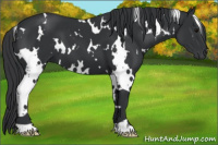 Horse Color:White Spotted Black 