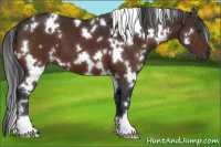 Horse Color:White Spotted Brown 