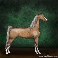 Horse Color:Silver Buckskin Dun Sabino 