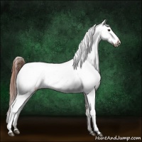 Horse Color:Buckskin Dun Sabino Appaloosa