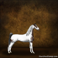Horse Color:Brown Tobiano Frame Appaloosa 