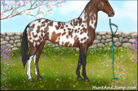 Horse Color:Bay Near Leopard