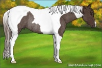 Horse Color:Liver Red Roan Tobiano Rabicano 