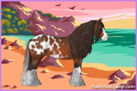 Horse Color:Buckskin Sabino Splash Appaloosa