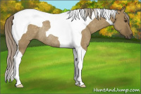 Horse Color:Chocolate Palomino Dun Tobiano Rabicano